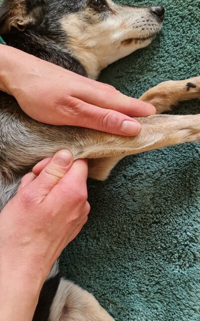 Chiropraktik Ellenbogen Hund